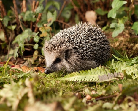 German mayors call for night-time ban on robot lawnmowers to protect hedgehogs German mayors call for night-time ban on robot lawnmowers to protect hedgehogs