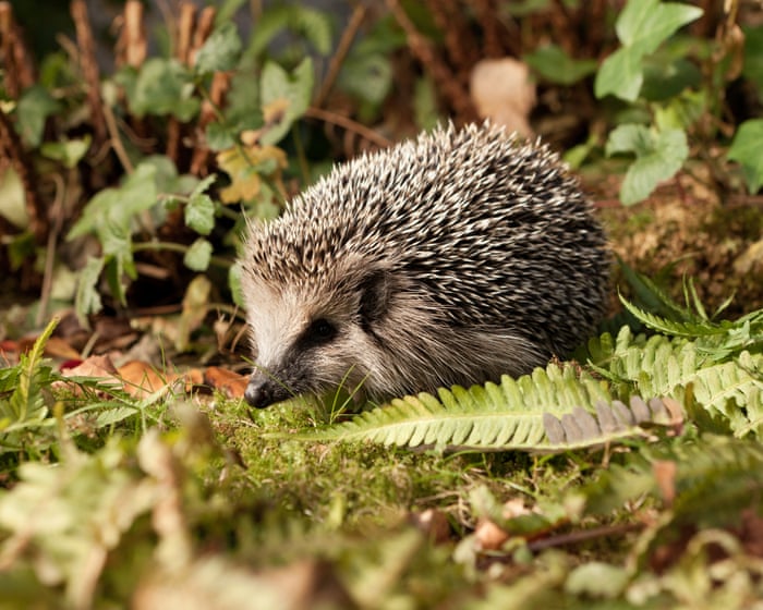 German mayors call for night-time ban on robot lawnmowers to protect hedgehogs