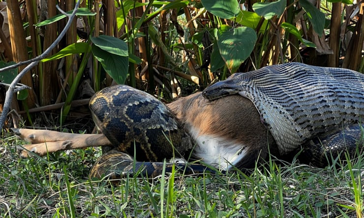 The Burmese python problem: how 20ft predators are wreaking havoc on the Everglades Female Burmese python measuring 14ft 8in (4.5m) and weighing 52.3 kg (115.2 lbs) consuming a white-tailed deer weighing 34.9 kg (76.9 lbs) in southwestern Florida.Photograph: Ian Bartoszek/Conservancy of Southwest Florida