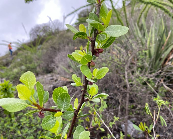 Plantwatch: The plant that shoots toxic liquid – and the insects trying to beat it
