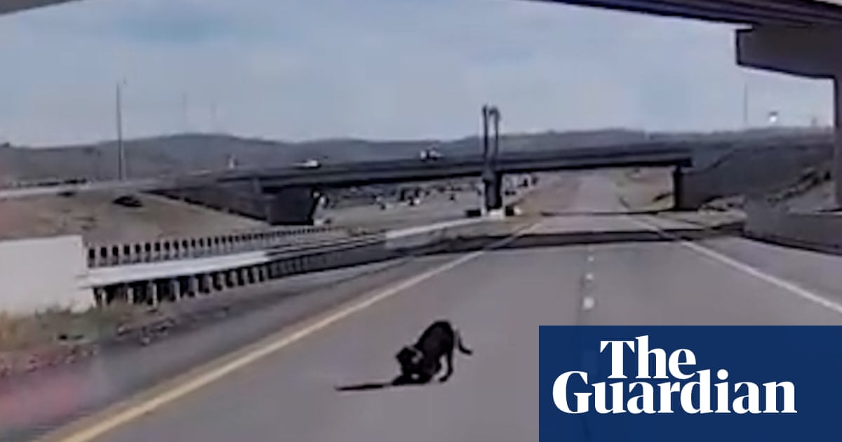Utah police dog survives injury after leaping from overpass – video
