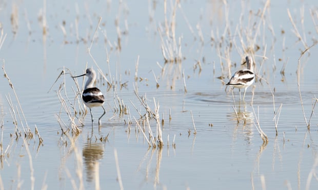 American avocets look for food near a freshwater pond at the southern point of the Salton Sea Lake, California.