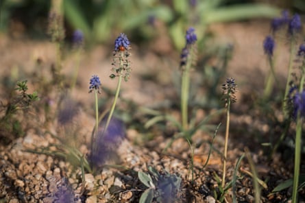 A ladybird on a grape hyacinth