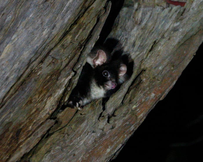 Government required to create plan to protect greater glider in major legal win for Wilderness Society