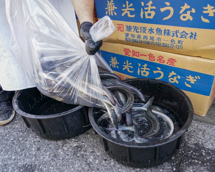 Inside the illegal eel trade: is there a way to stop Europe’s biggest wildlife crime before it’s too late?