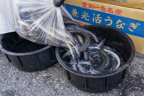 Inside the illegal eel trade: is there a way to stop Europe’s biggest wildlife crime before it’s too late? Inside the illegal eel trade: is there a way to stop Europe’s biggest wildlife crime before it’s too late?