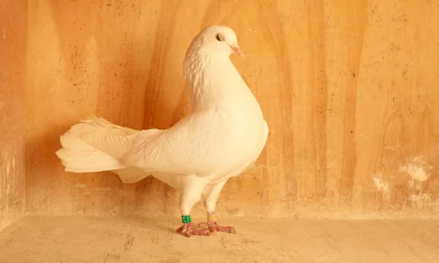 Home To Roost My Life As A Pigeon Fancier Birds The Guardian Home To Roost My Life As A Pigeon Fancier Birds The Guardian