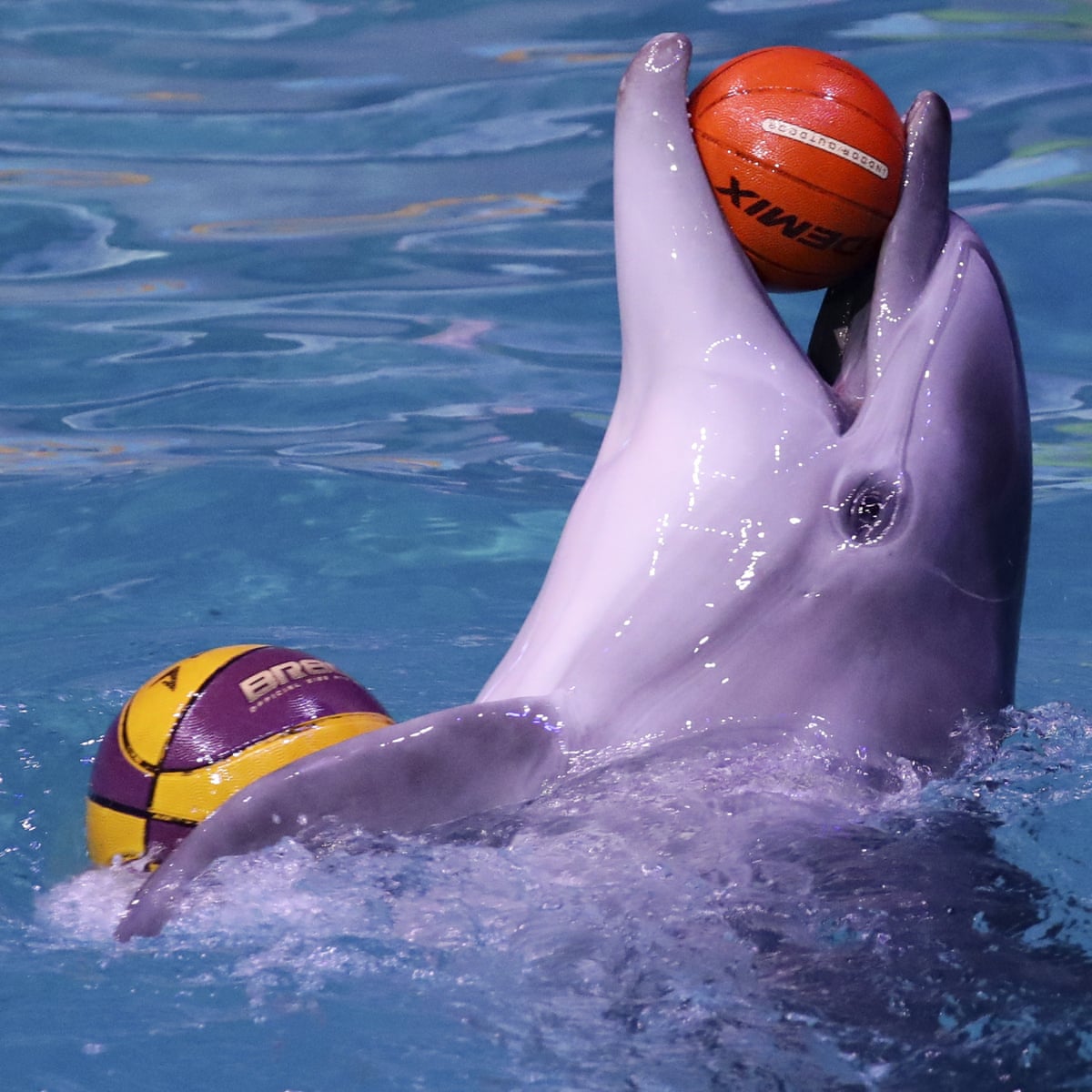 Expedia to stop selling holidays that include captive dolphin shows | Animal  welfare | The Guardian
