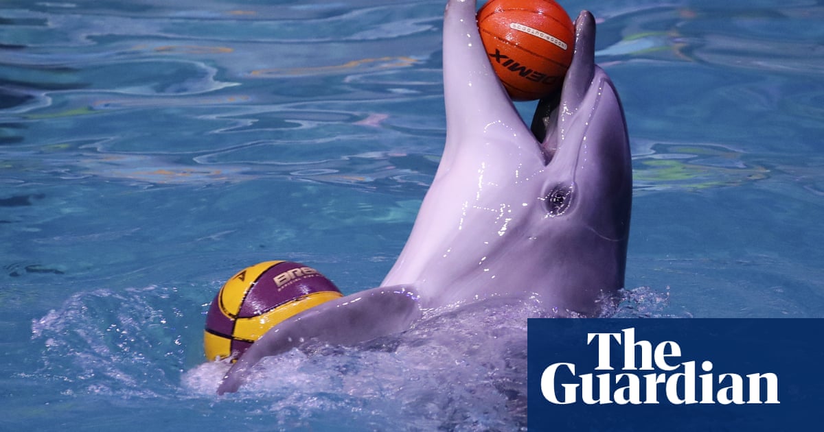 Expedia to stop selling holidays that include captive dolphin shows