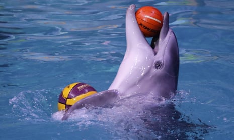 A bottlenose dolphin performs during a show in Novosibirsk, Russia