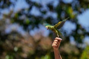 A person's hand releases a parakeet