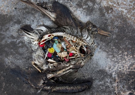 A black-footed albatross chick with plastic debris in its guts, found in the Midway Atoll.