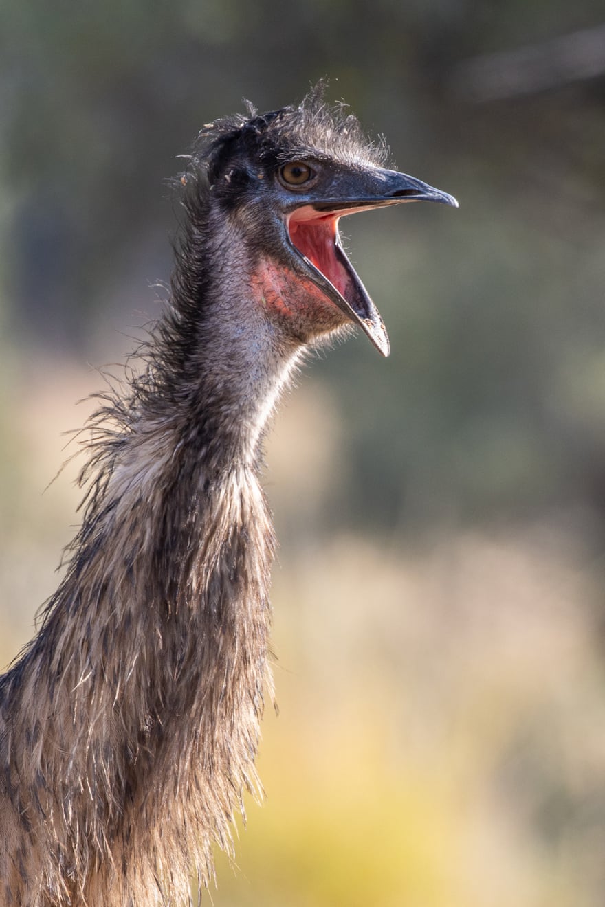 The Boss ‘The emu’s facial profile is always so filled with character and is impossible not to fall in love with. In this shot I have specifically aimed to get as much of a profile/portrait as possible and being mindful not to invade its space. This particular emu was one of a small group and appeared to be the boss, hence the title.’ Photograph: Teresa Veal