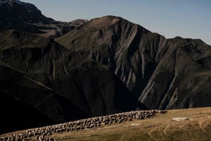 Sheep on the mountain