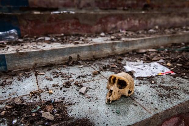A monkey skull sits on the steps of an abandoned cinema