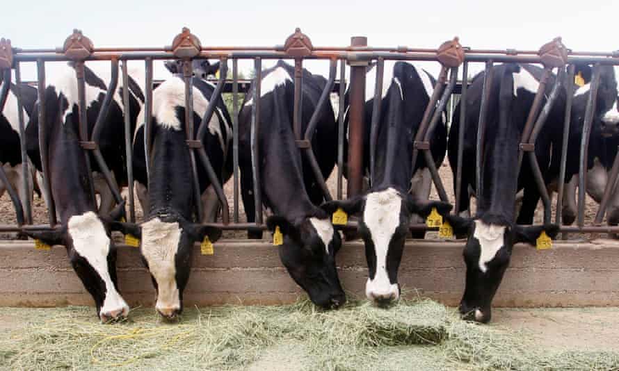 California is on track to have 120-140 dairy farm methane digesters capturing and harnessing fugitive, climate-warming methane in the next five years.