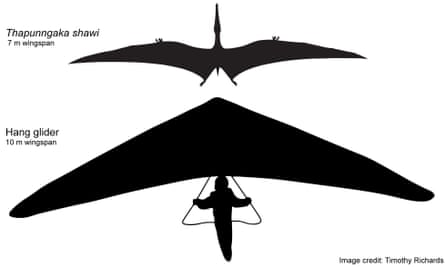 An illustration of a pterosaur wing span compared with a hang glider