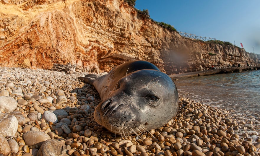 The endangered Mediterranean monk seal 