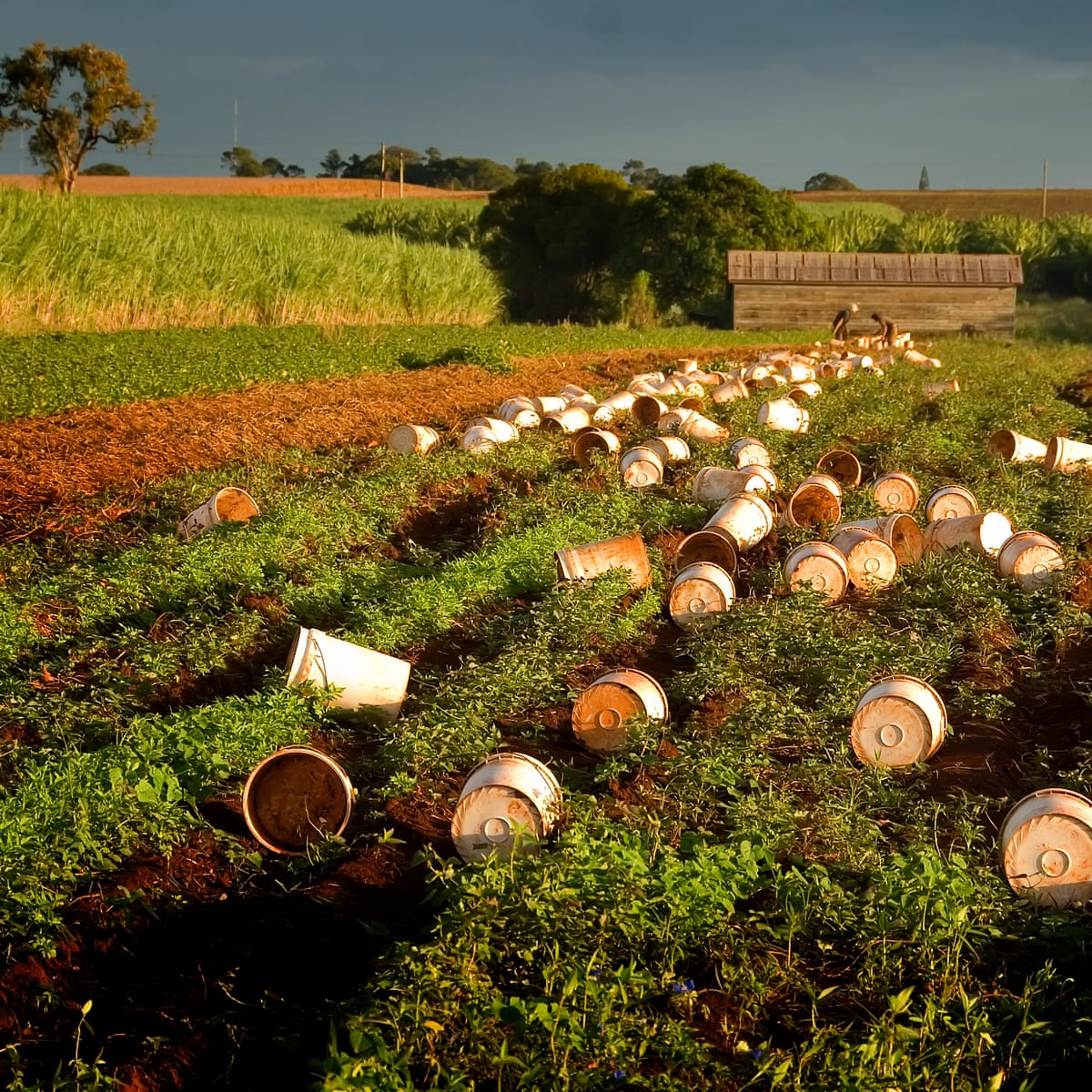 Australia S Food Supply Relies On Migrant Workers Many Of Whom