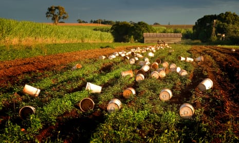 Buckets ready for the itinerant fruit pickers near Bundaberg, Queensland.