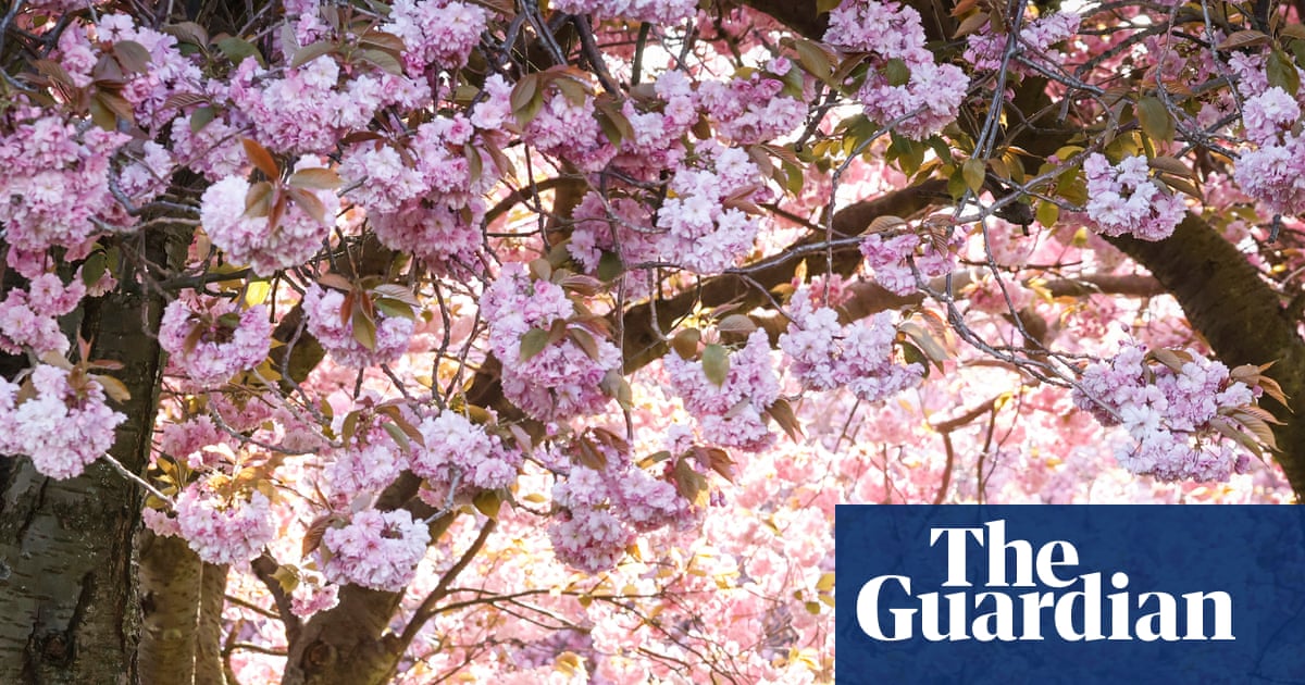 Pollen season in UK and mainland Europe extended by climate breakdown