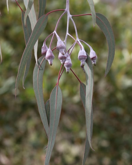 silver princess eucalypt with gumnuts hanging from a branch