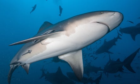 Bull sharks in the marine protected area off the coast of Fiji’s largest island Viti Levu