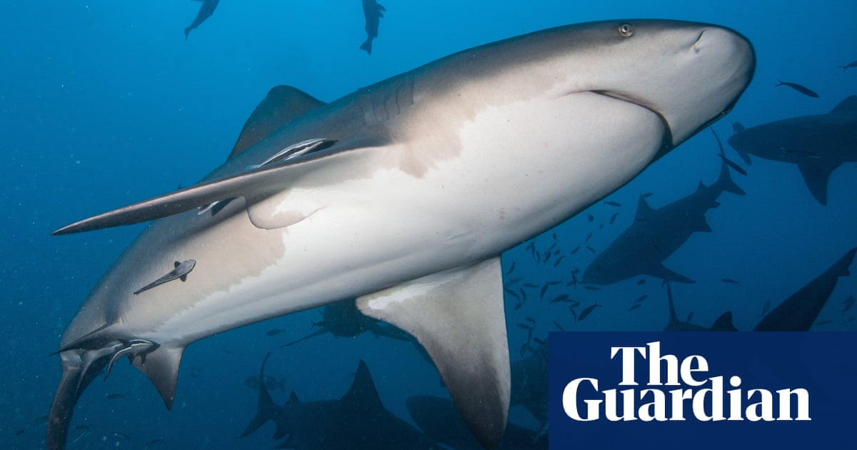 Bull sharks thriving off Alabama despite rising sea temperatures, study says | Sharks