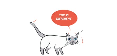 Cat moving nervously