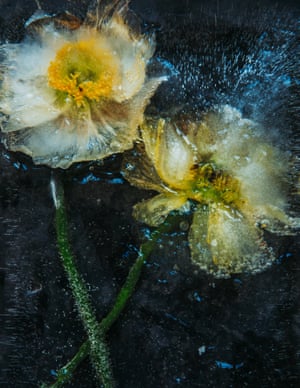 Frozen flower, from Aeternae, 2016