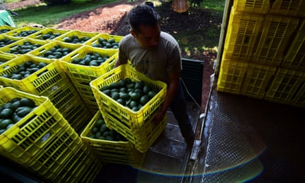 A farmer loads fruit boxes with avocados on to a truck at an orchard in Uruapan, Michoacán.