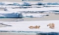 Two polar Bears on an ice floe