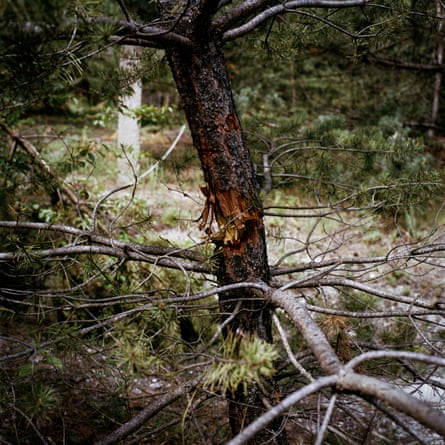 A tree with a chunk out of its trunk