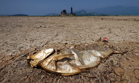 A dead fish lies on the dried Poyang Lake in Jiangxi Province, China, after severe drought 