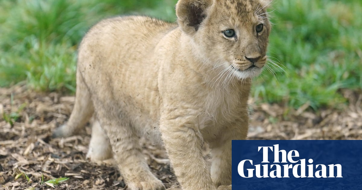 Restaurant in China sparks concern after putting baby lion cuddles on menu | China Restaurant in China sparks concern after putting baby lion cuddles on menu | China
