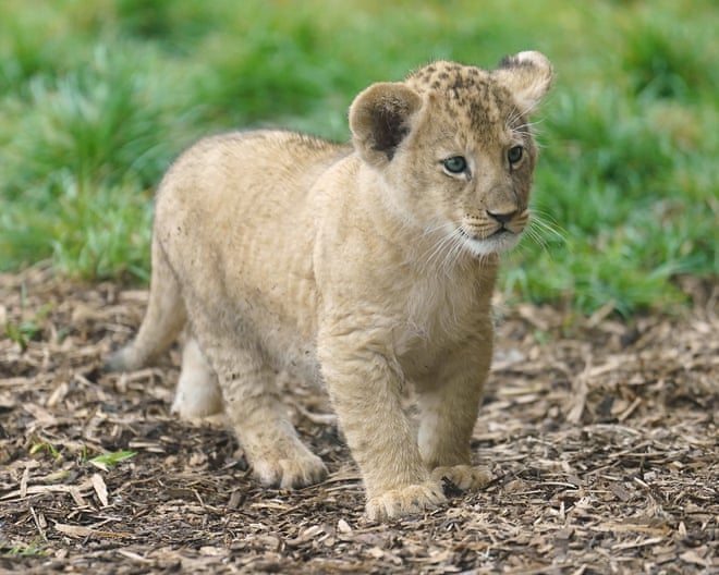 Restaurant in China criticised for putting baby lion cuddles on menu Restaurant in China criticised for putting baby lion cuddles on menu