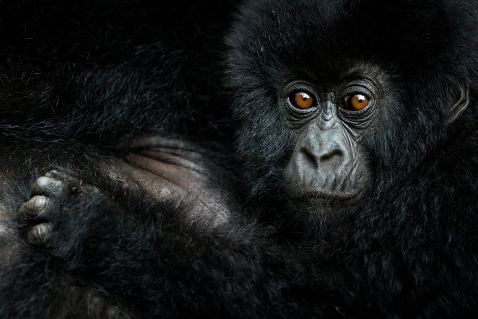 Photographers rewrite list of ‘big five’ animals to shoot Gorilla by Nelis Wolmarans