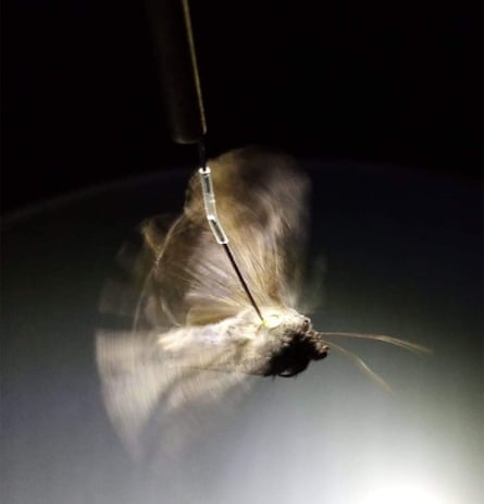 A bogong moth in the flight simulator during the research