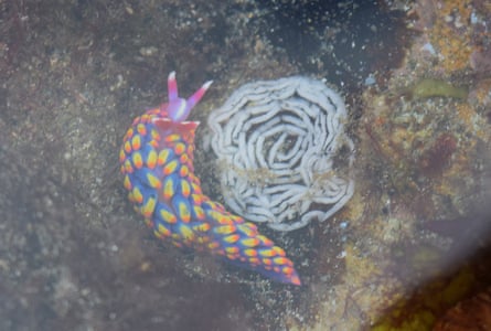‘This one was found on the underside of a rock beside white circles of recently laid eggs.’