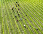 English winemakers expect ‘vintage year’ after record-breaking summer heat