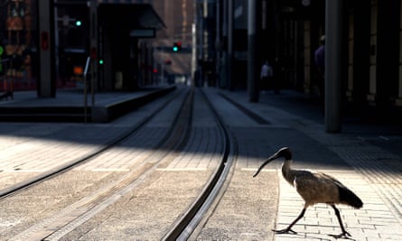 An ibis crosses a quiet street in Sydney during the Covid lockdown