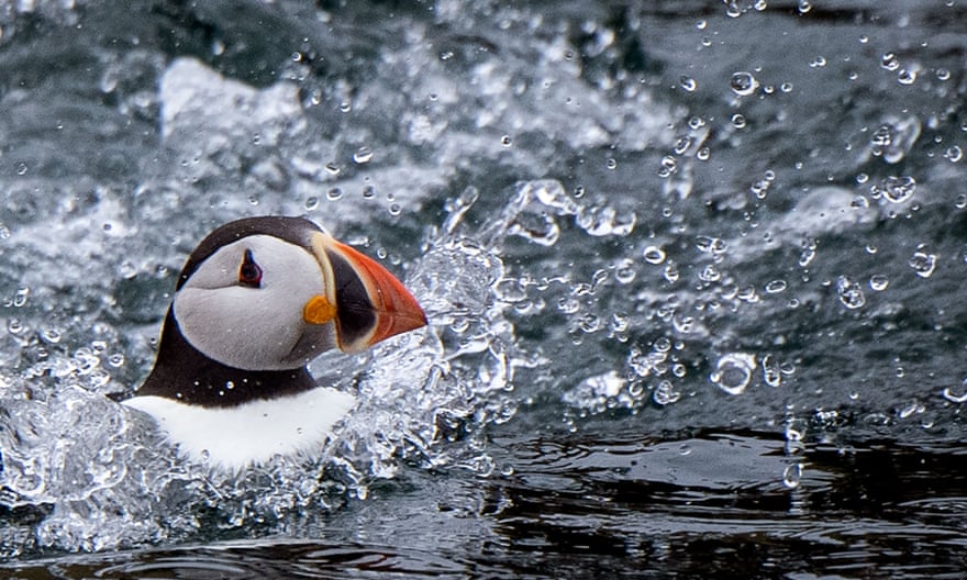 An Atlantic puffin swims in the Sept-Îles nature reserve in western France.