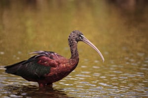 A glossy ibis, Plegadis falcinellus, foraging in the Myakka River in Sarasota, Florida