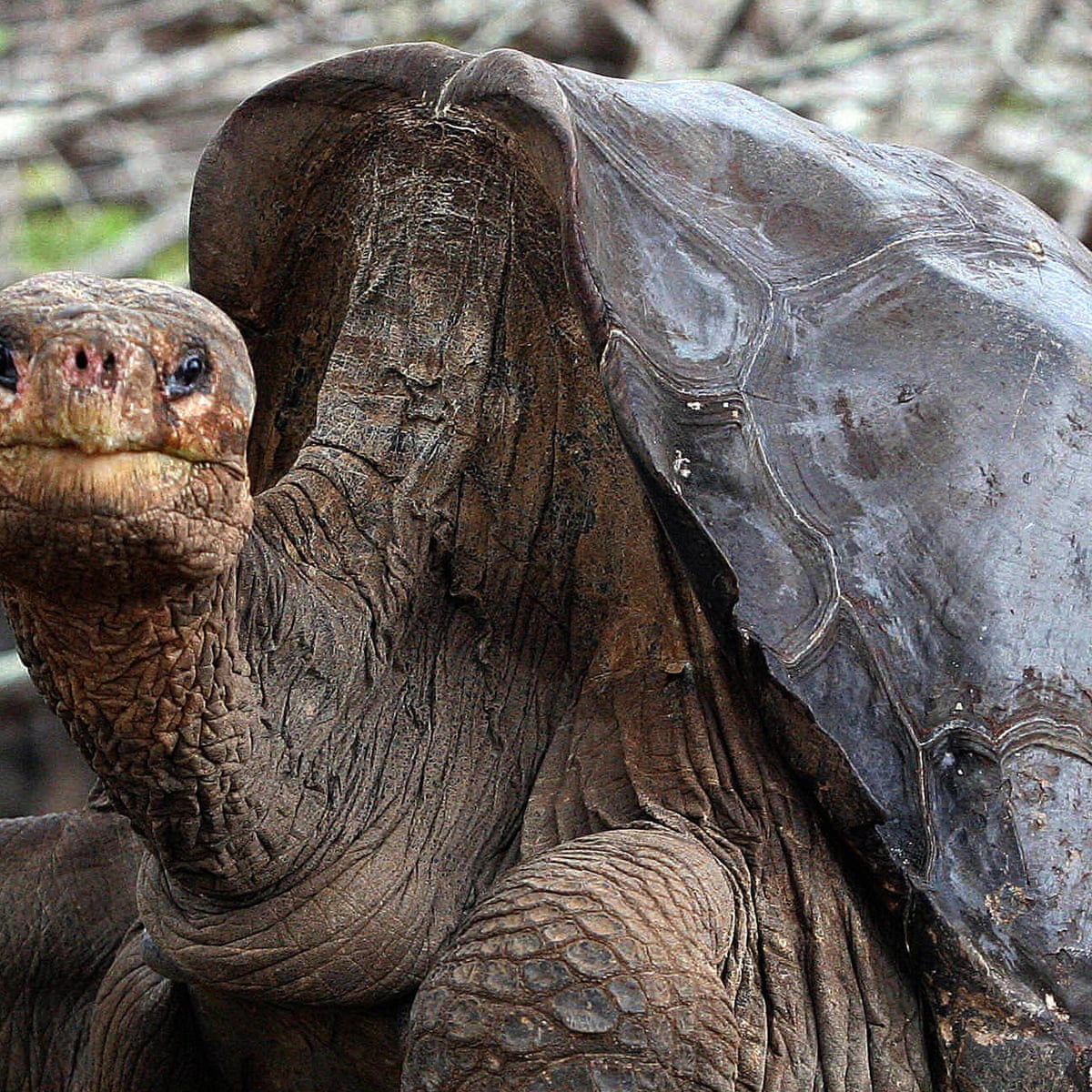 Lonesome George