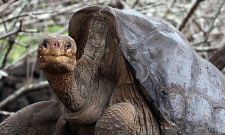 Lonesome George, photographed in life in 2006, before his taxidermic makeover
