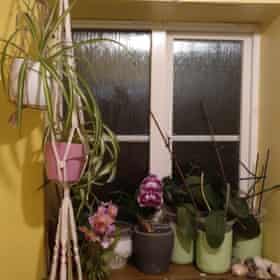 orchids