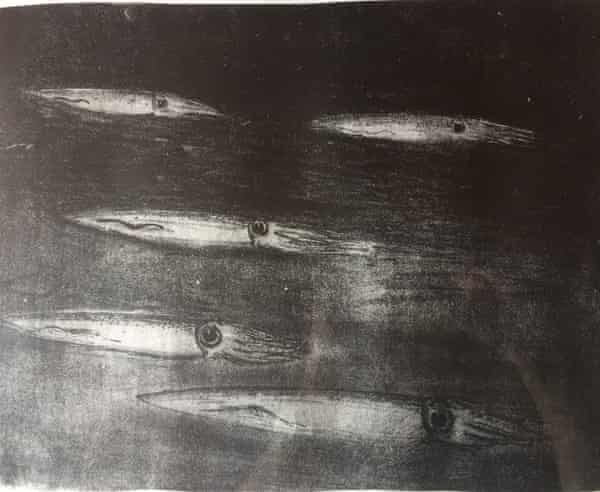 Squid etchings by Quentin Bone