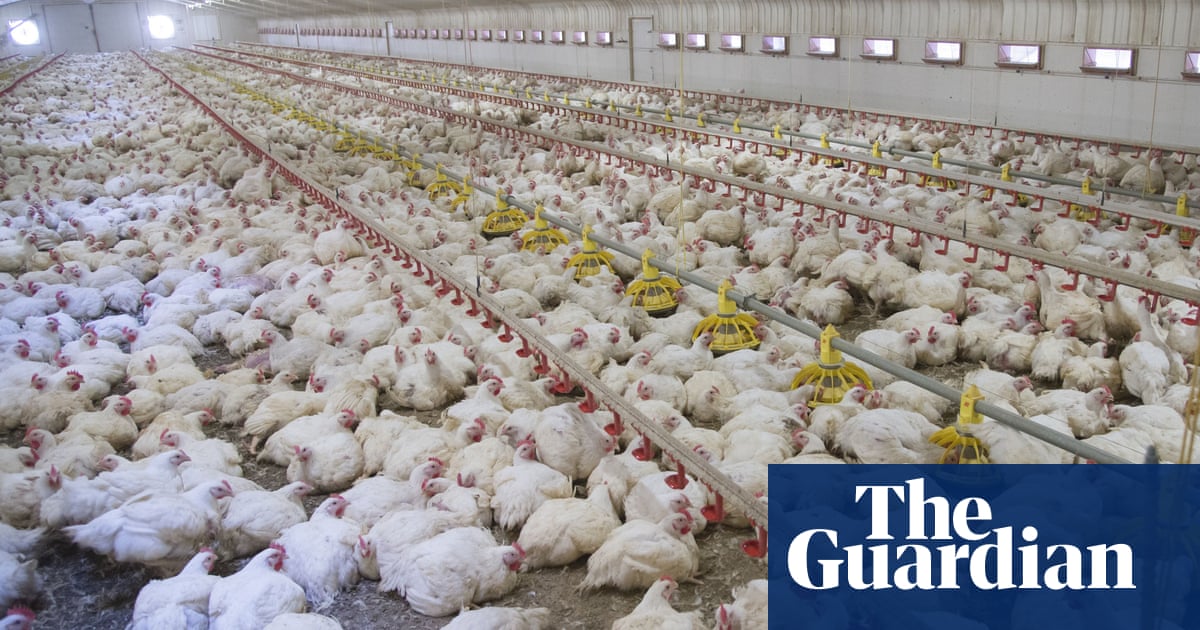 Revealed: More than 24,000 factory farms have opened across Europe