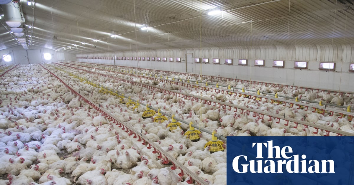 Revealed: More than 24,000 factory farms have opened across Europe
