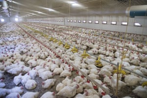 An intensive chicken farm